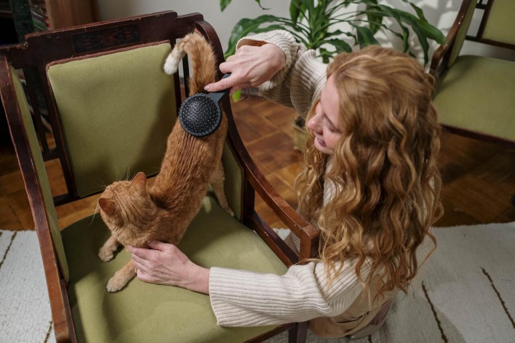 A contented cat being gently brushed, its fur being carefully groomed and untangled.