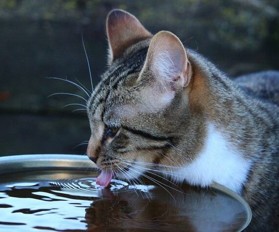 Tips to get your cat to drink more water - A guide for owners who worry about dehydration in cats