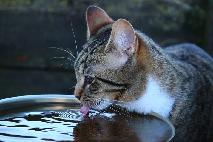 Tips to get your cat to drink more water - A guide for owners who worry about dehydration in cats