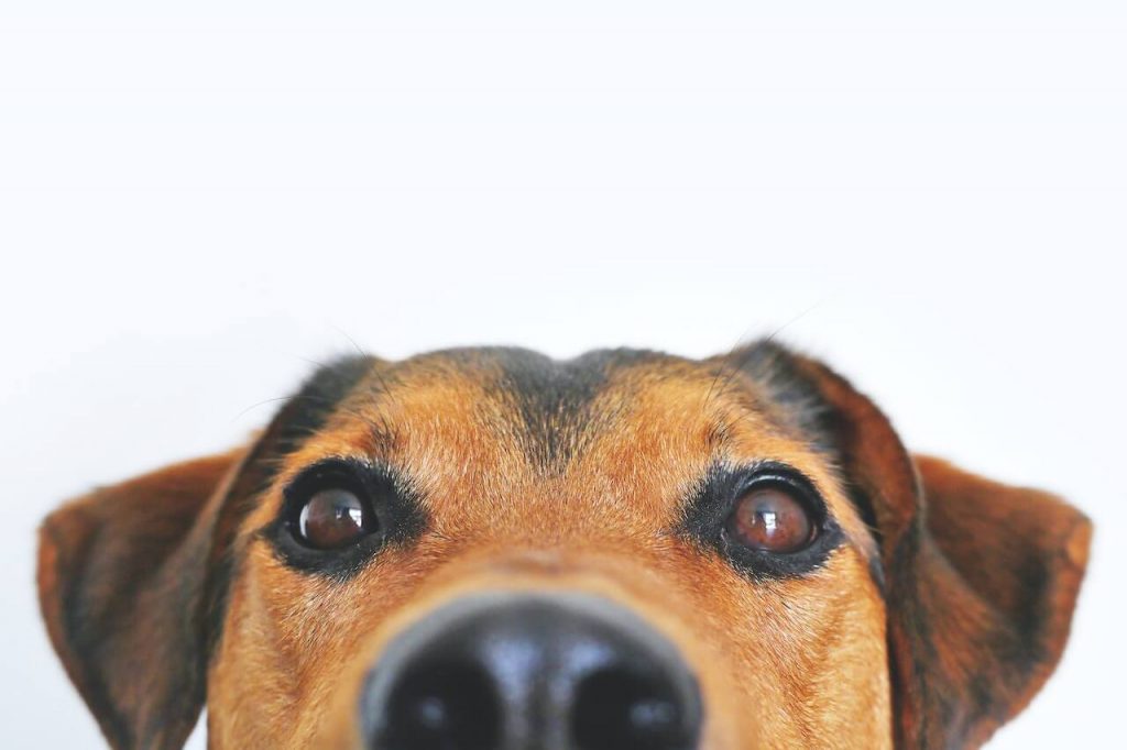A cute dog with attentive eyes looking directly into the camera, displaying curiosity and engagement.