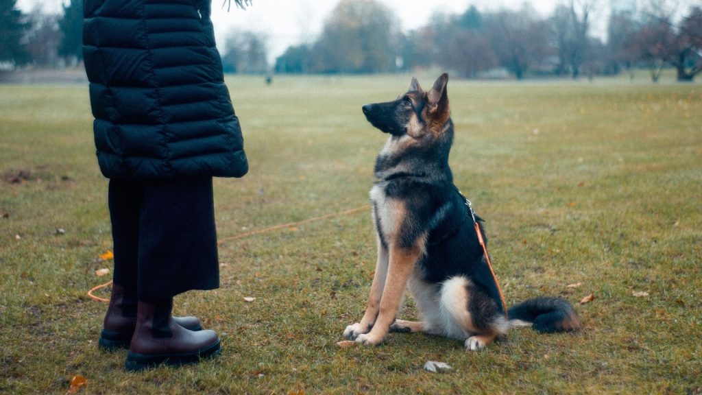 A trainer working with a german shepard