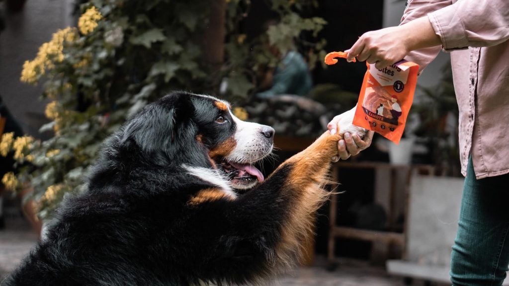 A person holding treats and a dog giving them his paw