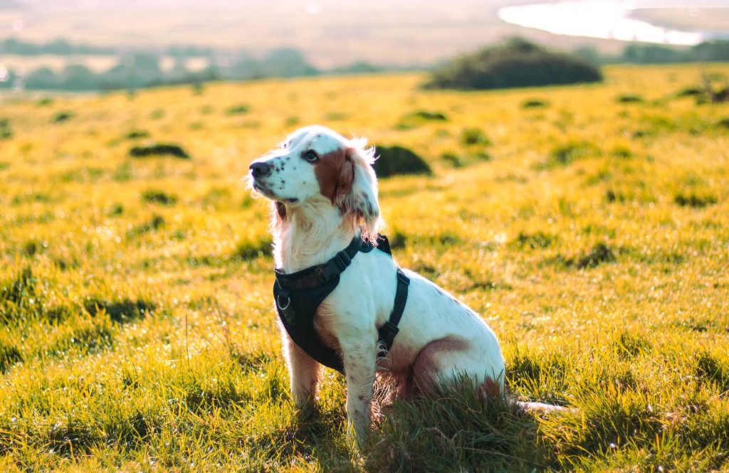 A well-behaved dog wearing a chest leash, sitting calmly in a picturesque field, enjoying the outdoors, an essential accessories for pet owners