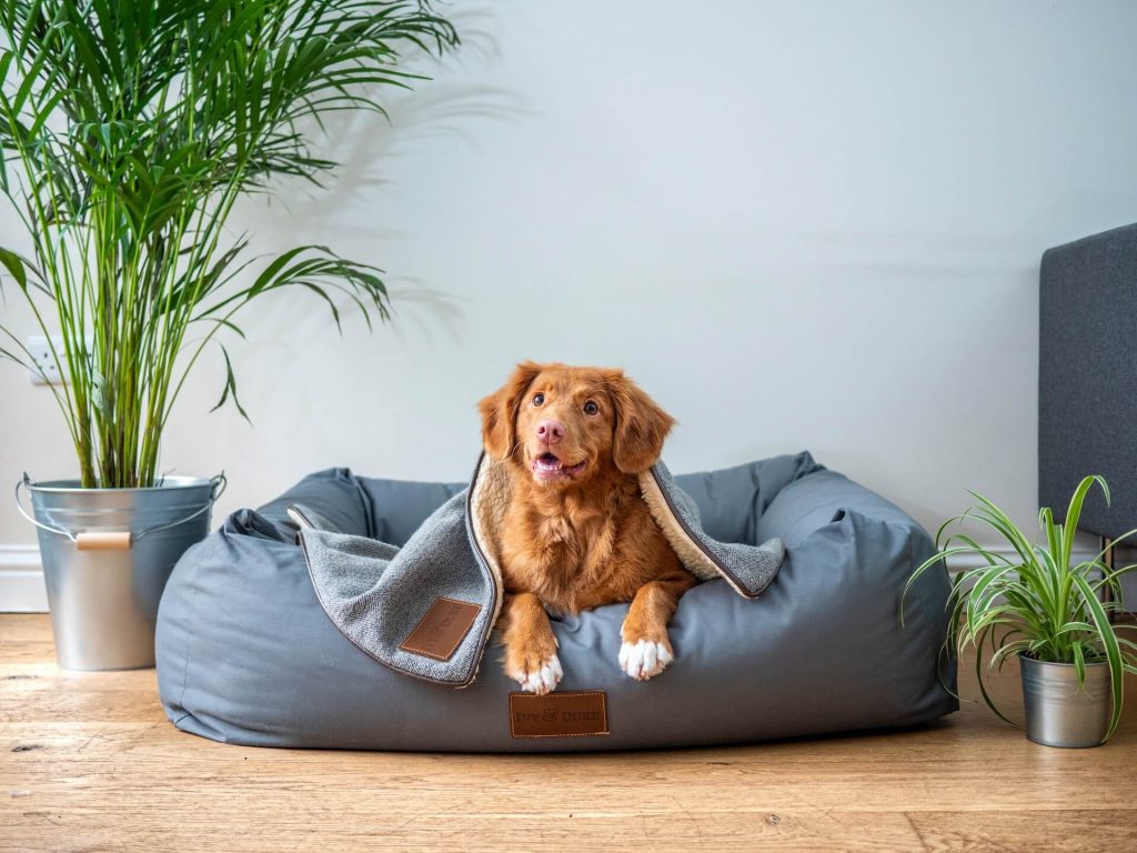 A cozy dog bed with a comfortable-looking dog lying peacefully, enjoying a restful moment of relaxation, an essential accessories for pet owners