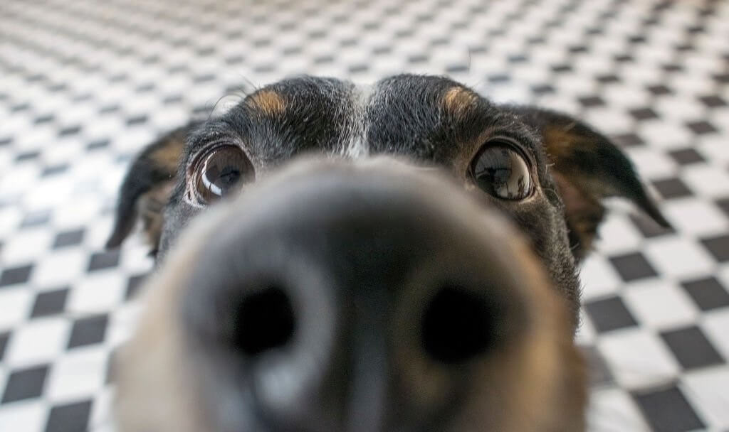A closeup of a dog's nose pressed against the camera lens, showing curiosity and scent exploration.
