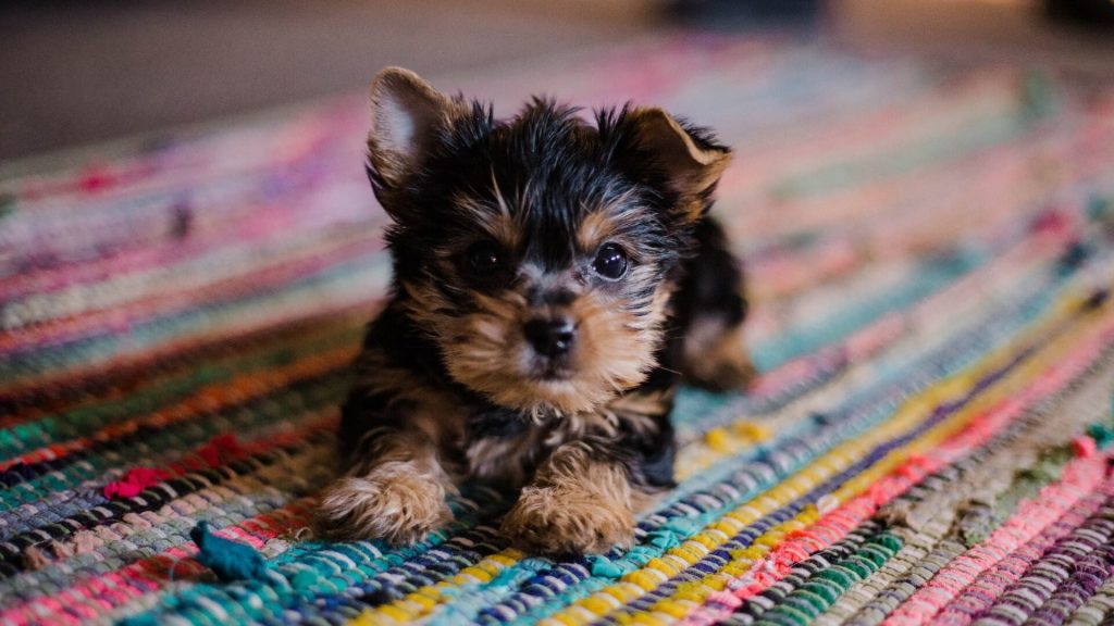A cute puppy on a rug